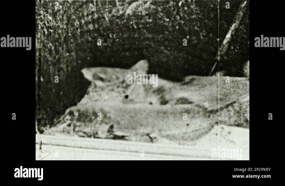 Catfish word Stock Videos & Footage HD and 4K Video Clips Alamy