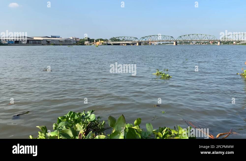 Aquatic plants asia Stock Videos & Footage - HD and 4K Video Clips - Alamy
