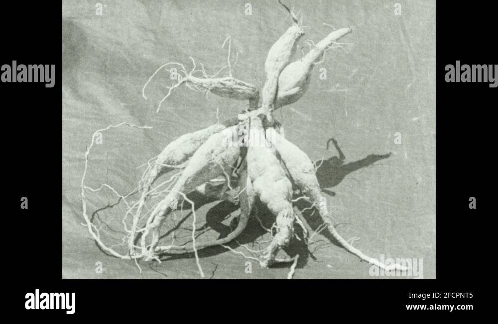 1930s: Dahlia root system sits on ground exposed. Fascicle root system ...