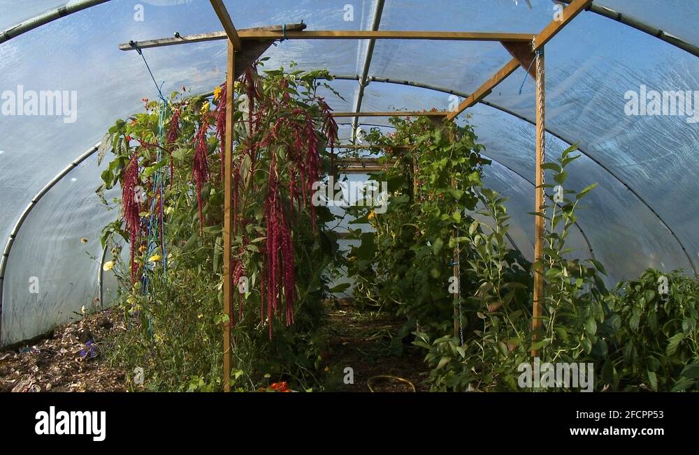 Tall greenhouse Stock Videos & Footage HD and 4K Video Clips Alamy
