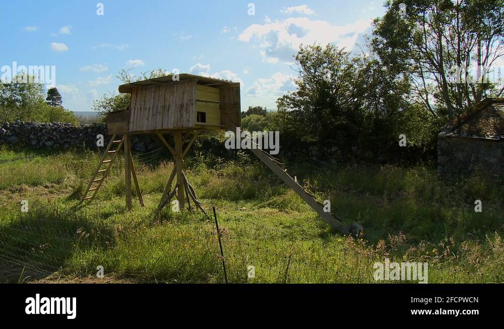 Coop duck Stock Videos & Footage HD and 4K Video Clips Alamy