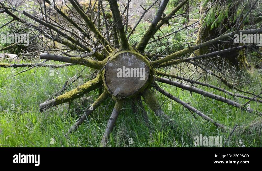 Chopped down tree Stock Videos & Footage - HD and 4K Video Clips - Alamy