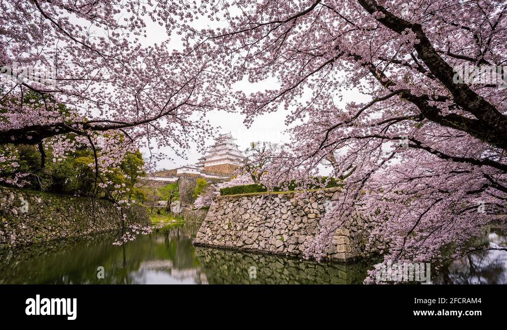 Cherry blossoms at Himeji Castle, Himeji, Japan time lapse Stock Video