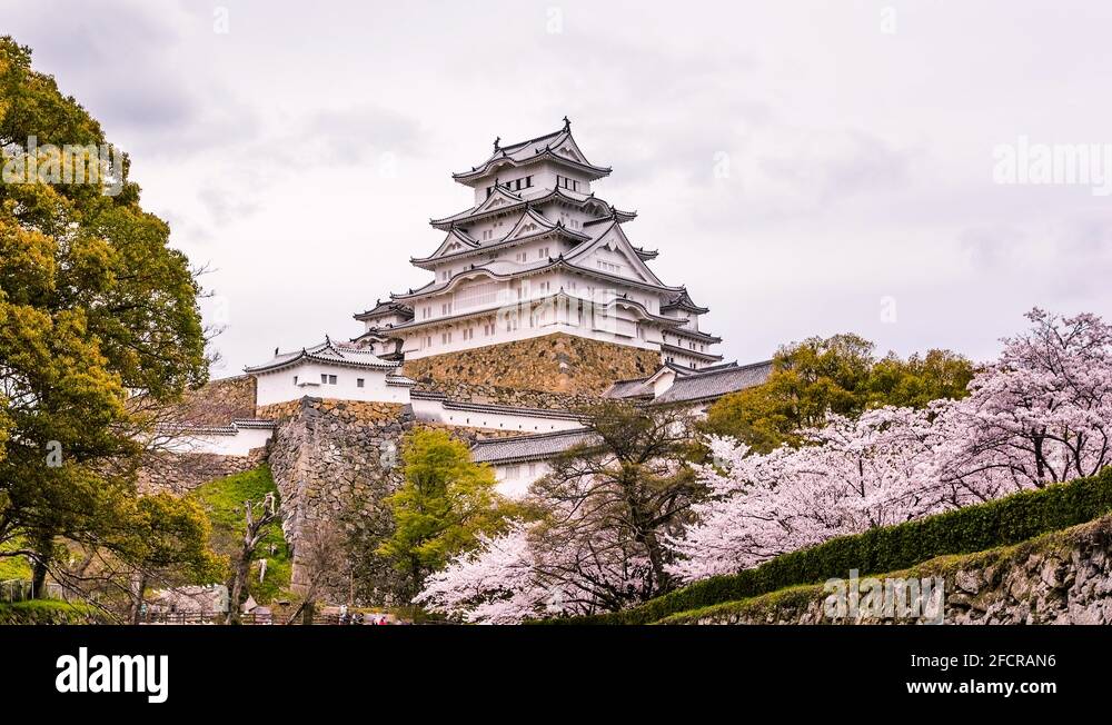 Cherry blossoms at Himeji Castle, Himeji, Japan time lapse Stock Video