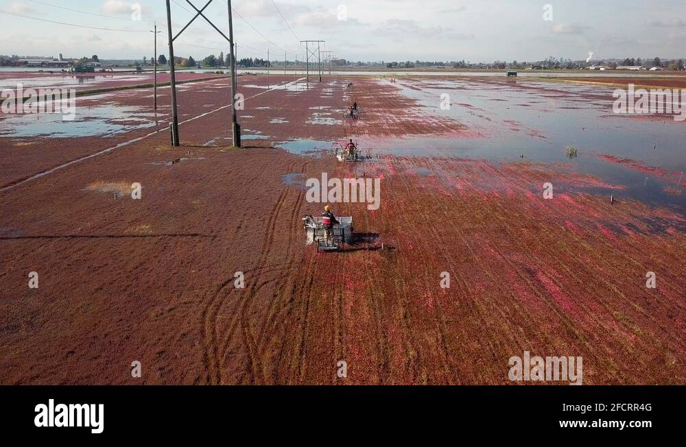 Cranberry bog aerial Stock Videos & Footage HD and 4K Video Clips Alamy