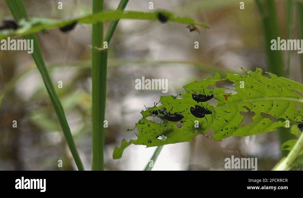 Animal pests Stock Videos & Footage HD and 4K Video Clips Alamy