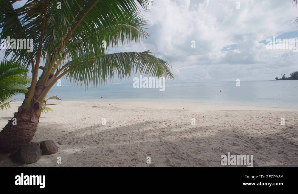 Palm trees beach island Stock Videos & Footage HD and 4K Video Clips