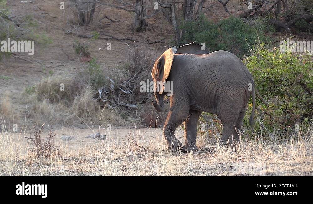 Elephant swinging his trunk Stock Videos & Footage HD and 4K Video