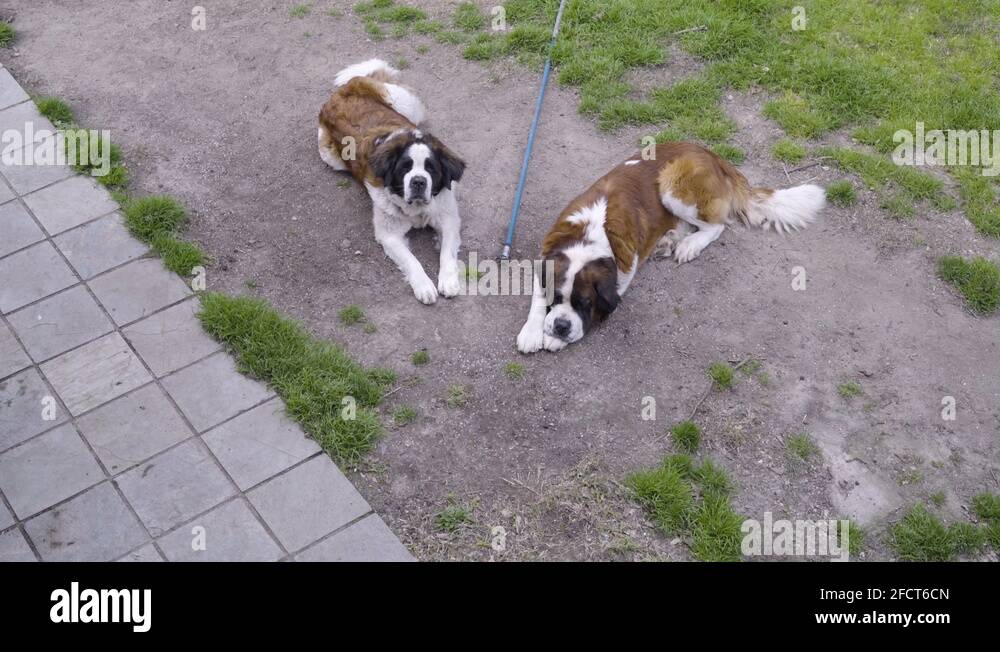 St bernard house Stock Videos & Footage HD and 4K Video Clips Alamy