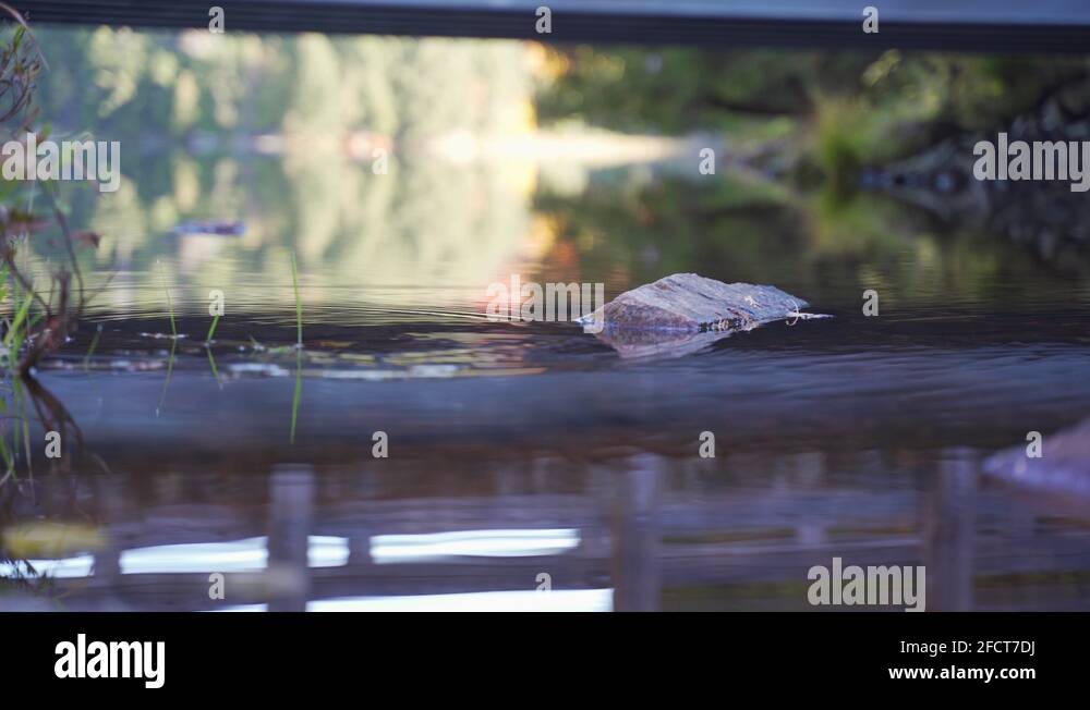 Unique perspective of water bugs swimming across the surface of a lake