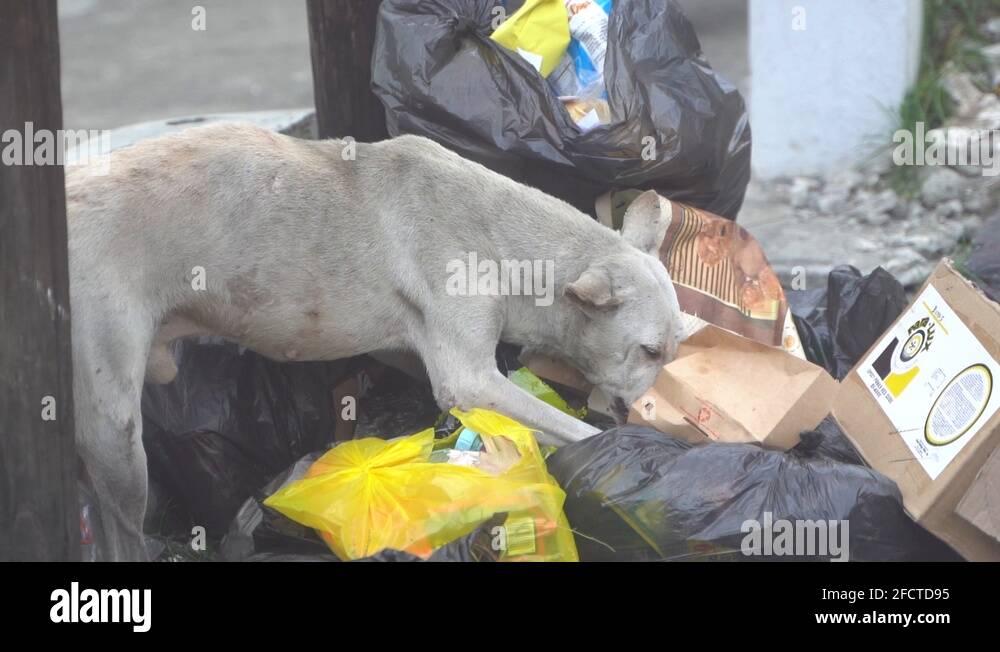 Starving dog eating leftover garbage food in the street slums of Manila