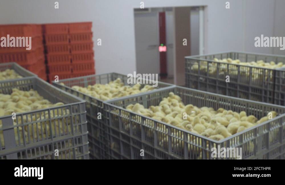 Chicken hatchery Stock Videos & Footage HD and 4K Video Clips Alamy