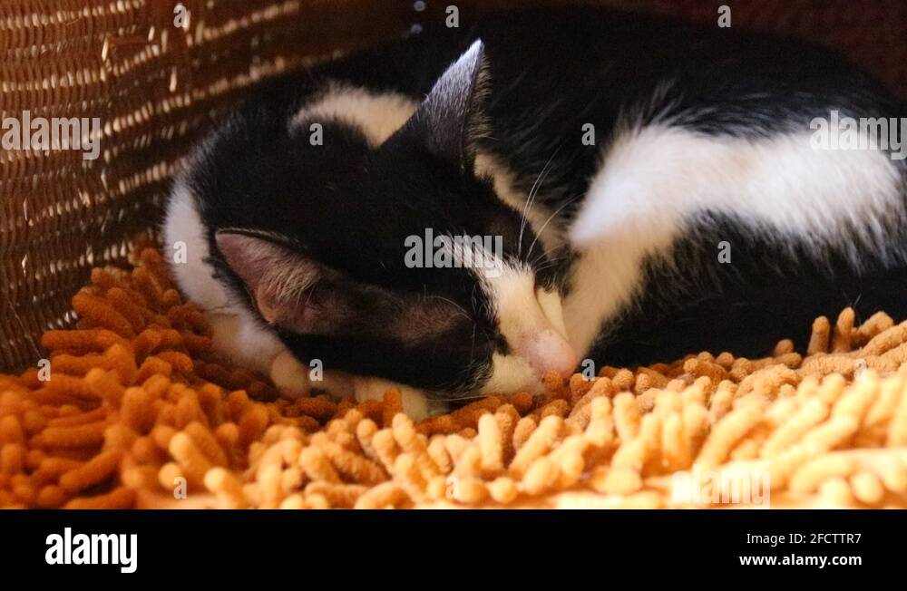 Cat sleeping in a box Stock Videos & Footage HD and 4K Video Clips