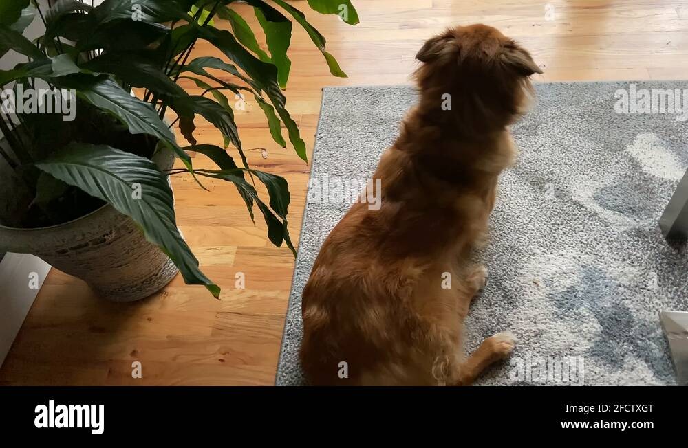 Lays on floor Stock Videos & Footage HD and 4K Video Clips Alamy