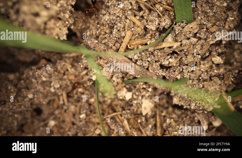 Highly magnified area of dirt, grass blades, and fire ants running