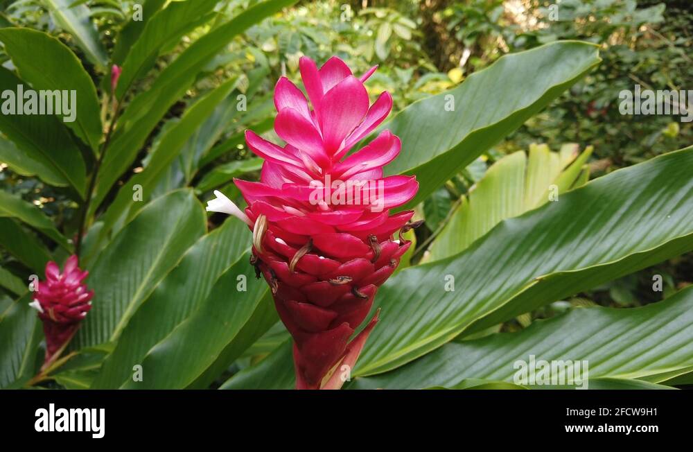 Hibiscus flower in rainforest Stock Videos & Footage HD and 4K Video