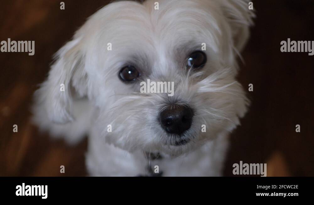Small bread dog Stock Videos & Footage HD and 4K Video Clips Alamy