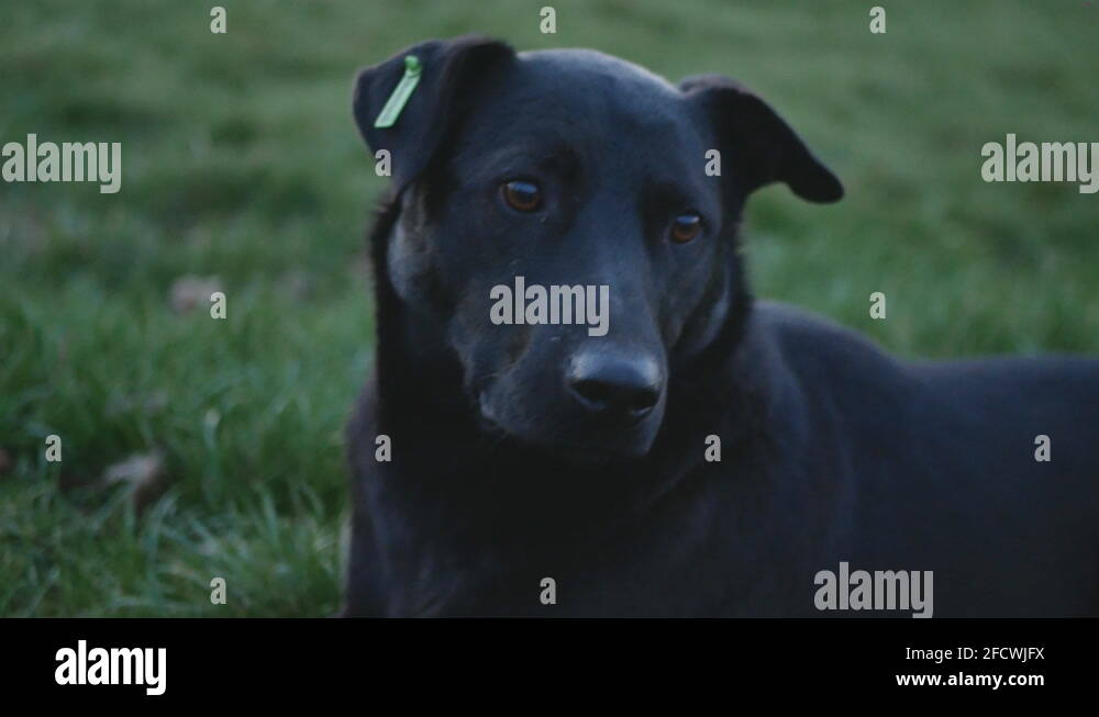 Mournful look Stock Videos & Footage - HD and 4K Video Clips - Alamy