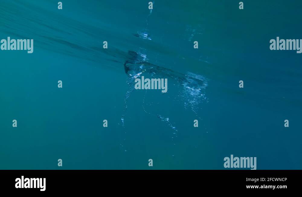 Canoe underwater Stock Videos & Footage HD and 4K Video Clips Alamy