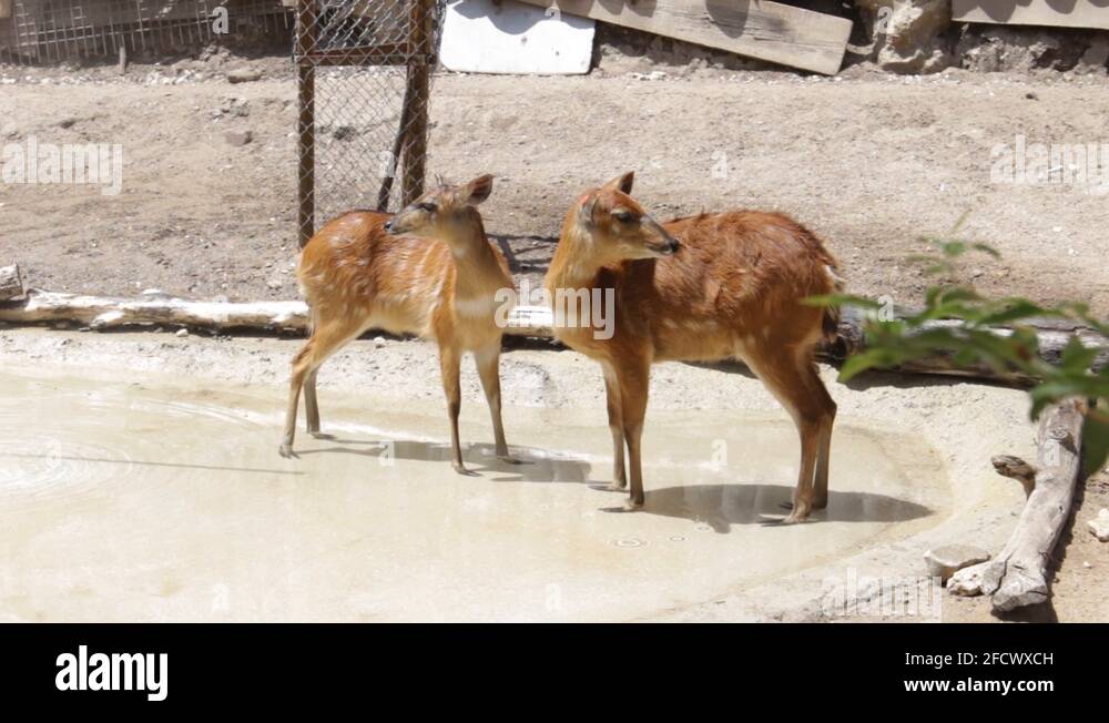 Zoo animals enclosure Stock Videos & Footage HD and 4K Video Clips