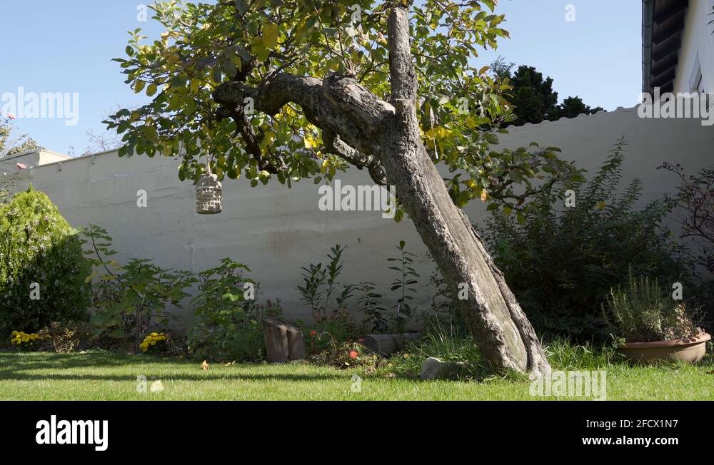 Garden wall background Stock Videos & Footage - HD and 4K Video Clips ...