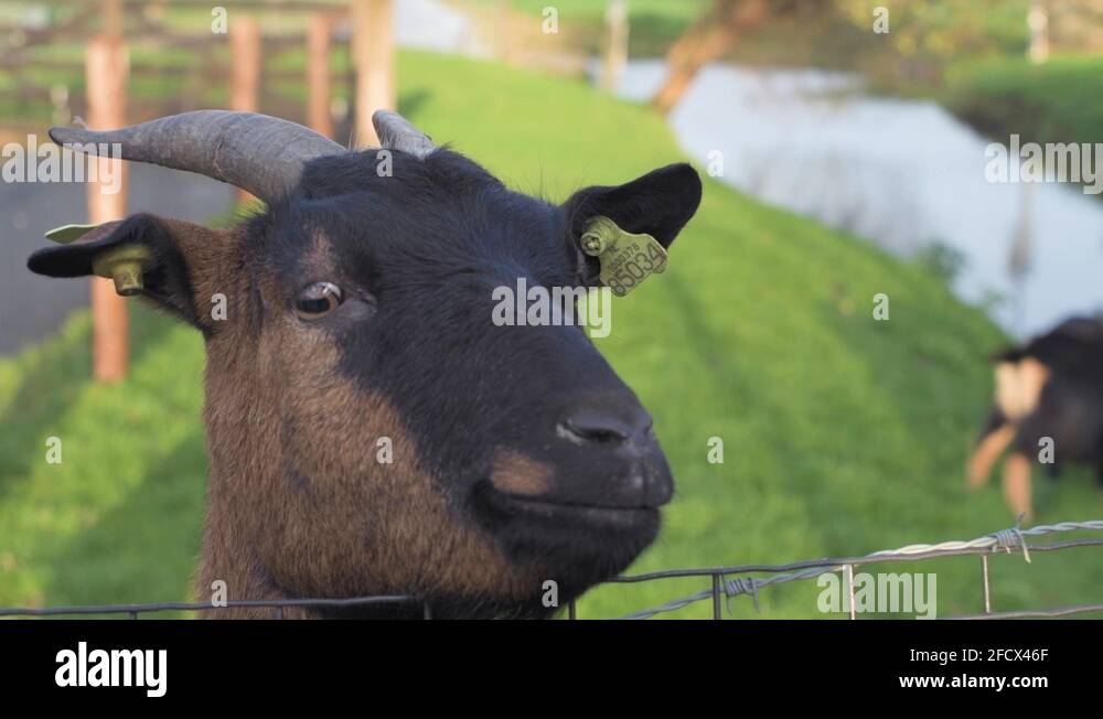 Adult red goat Stock Videos & Footage HD and 4K Video Clips Alamy