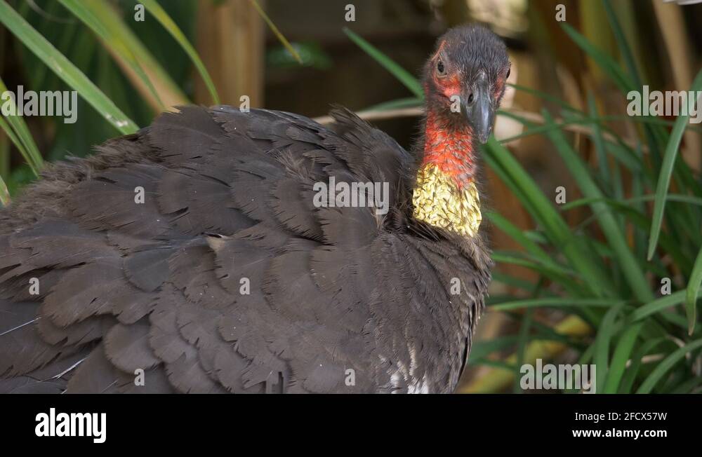 Australian brush turkey Stock Videos & Footage HD and 4K Video Clips