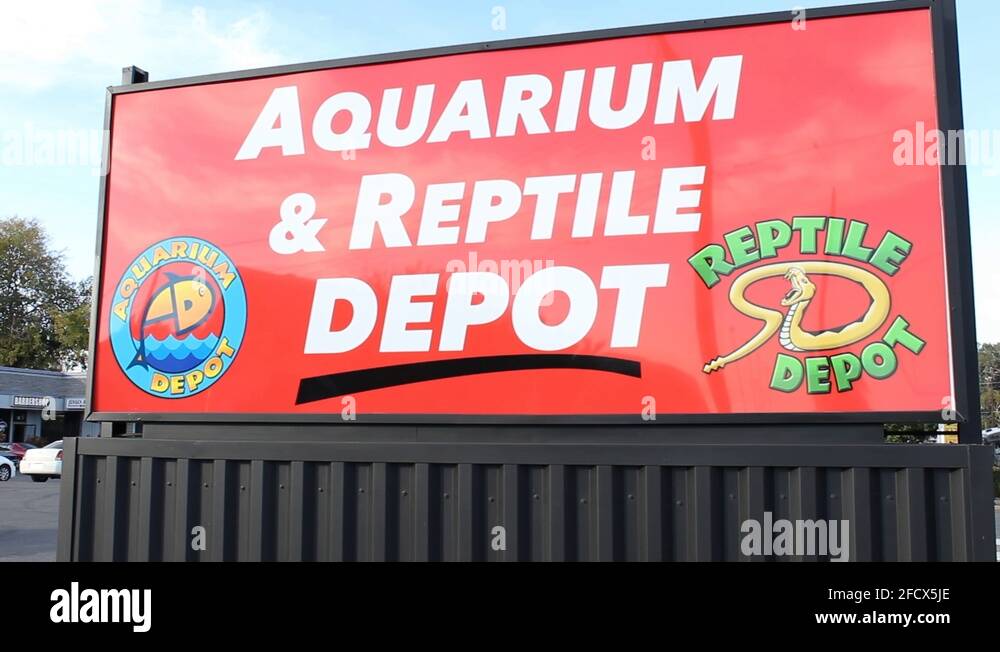 Snakes and lizards Stock Videos & Footage HD and 4K Video Clips Alamy