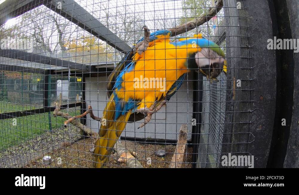 Biggest macaw Stock Videos & Footage - HD and 4K Video Clips - Alamy