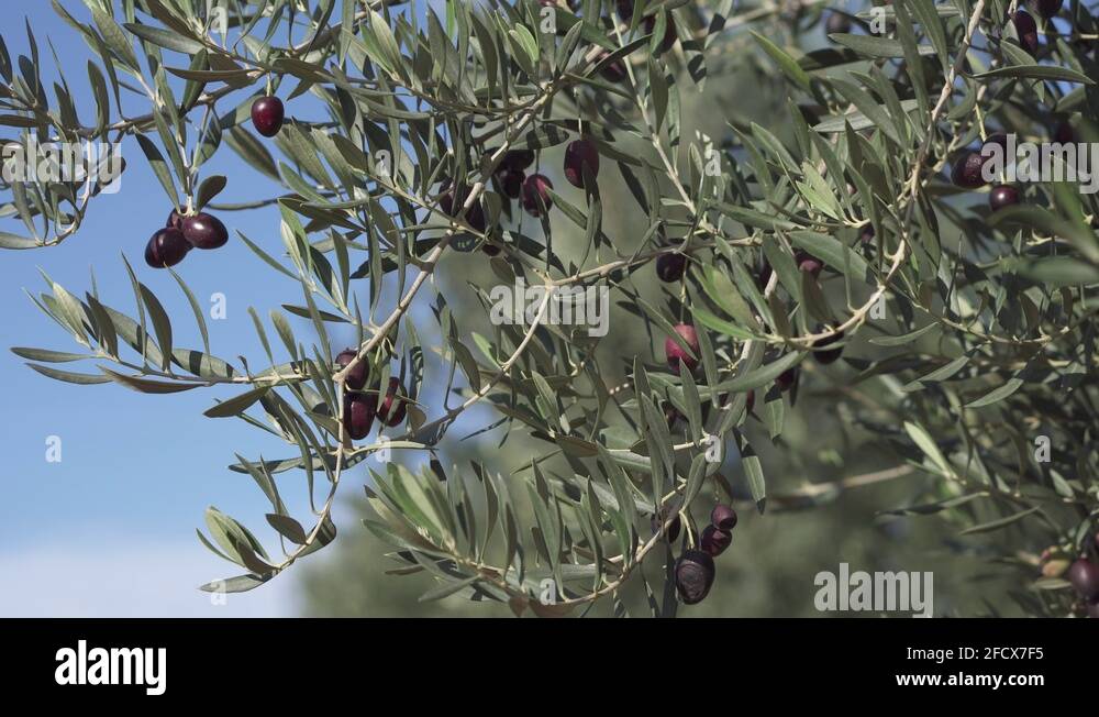 Branch of an olive tree swayed by the strong wind, the black olives
