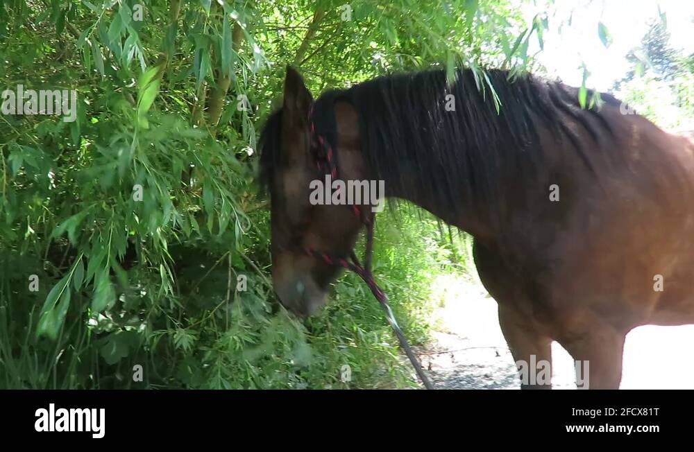 Willow with horse Stock Videos & Footage HD and 4K Video Clips Alamy