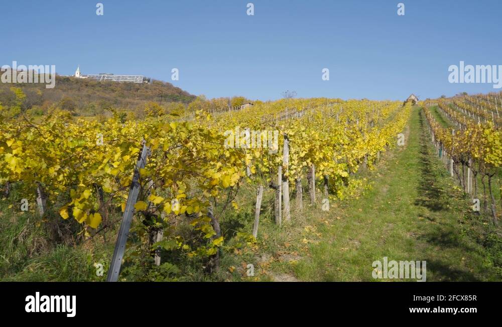 Vienna vineyard Stock Videos & Footage HD and 4K Video Clips Alamy