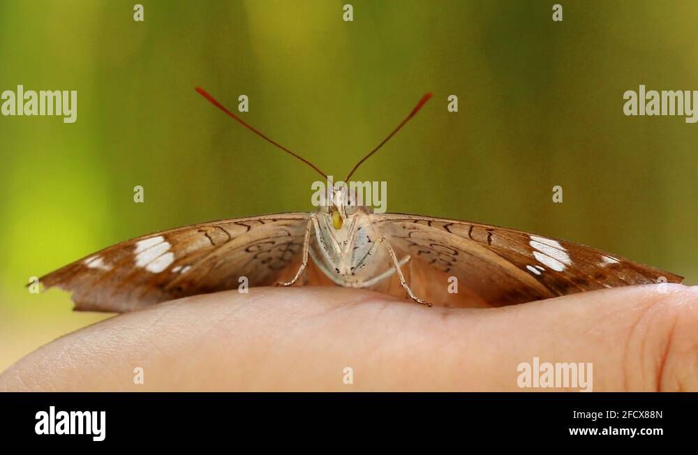 Butterfly eating banana Stock Videos & Footage HD and 4K Video Clips Alamy