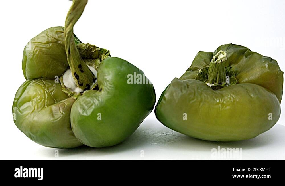 Two green pepper that are rotten to the core, rotten vegetables Stock Video Footage Alamy