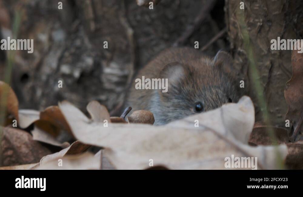 Apodemus uralensis Stock Videos & Footage - HD and 4K Video Clips - Alamy