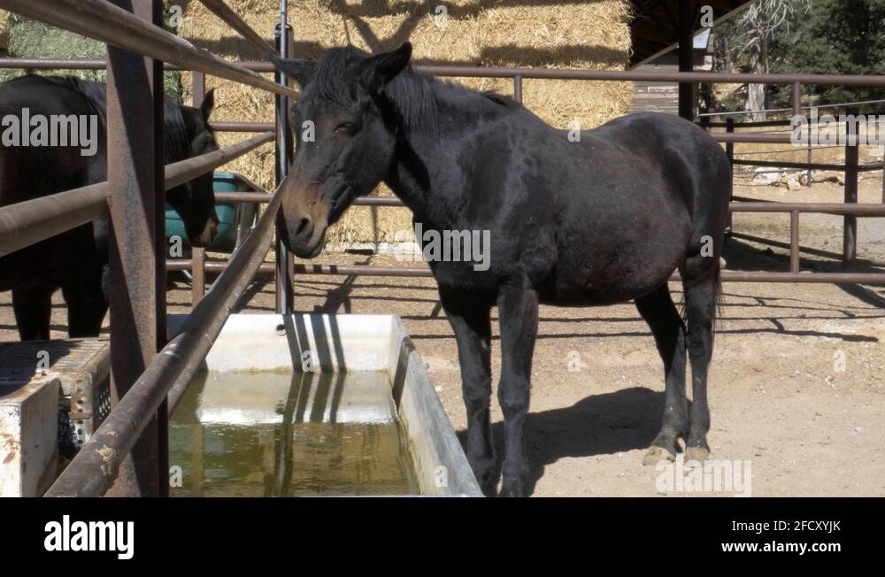 Corral canyon park Stock Videos & Footage HD and 4K Video Clips Alamy