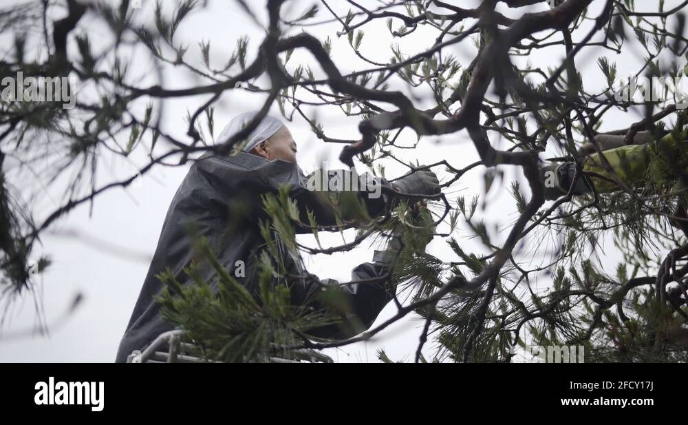 Manmade tree stock videos footage hd and 4k video clips alamy
