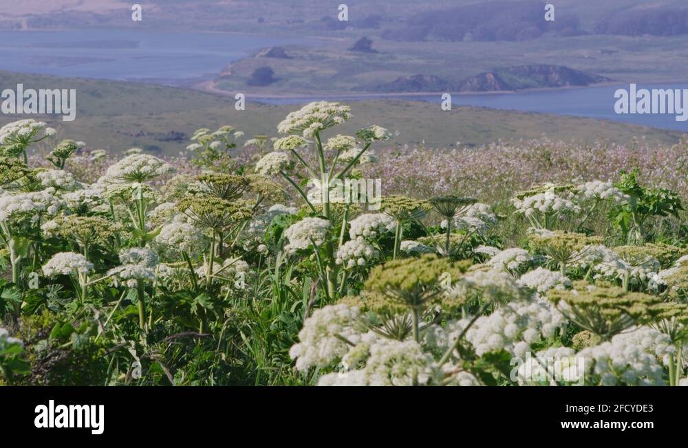 Wildflowers at Point Reyes with Tomales Bay in the background Stock Video Footage Alamy