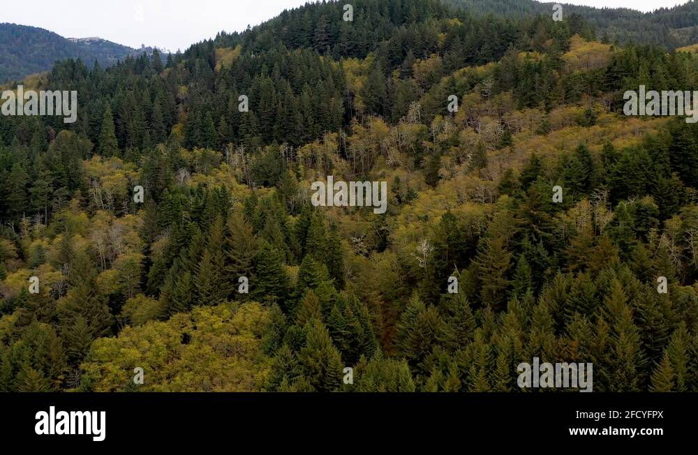 Evergreen tree pacific northwest Stock Videos & Footage HD and 4K