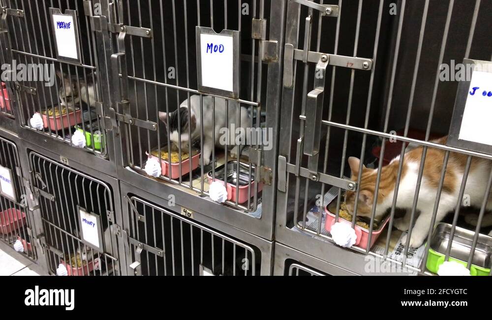 Cats in cages Stock Videos & Footage HD and 4K Video Clips Alamy