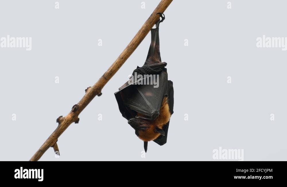 Fruit Bat, Pteropus lyleior, roosting during the days with a sky Stock