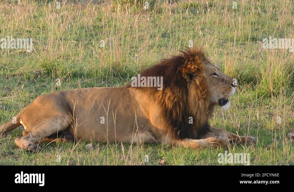 African lion roaring Stock Videos & Footage - HD and 4K Video Clips - Alamy