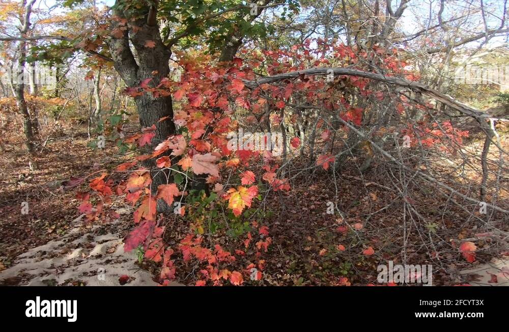 Long limbs Stock Videos & Footage HD and 4K Video Clips Alamy