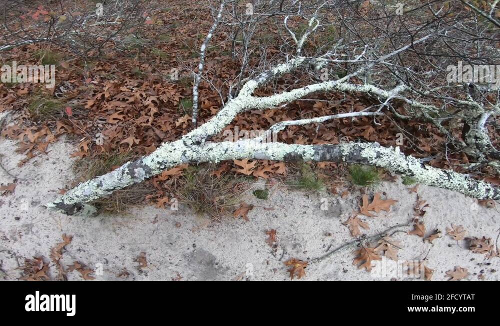 Bent over tree Stock Videos & Footage HD and 4K Video Clips Alamy