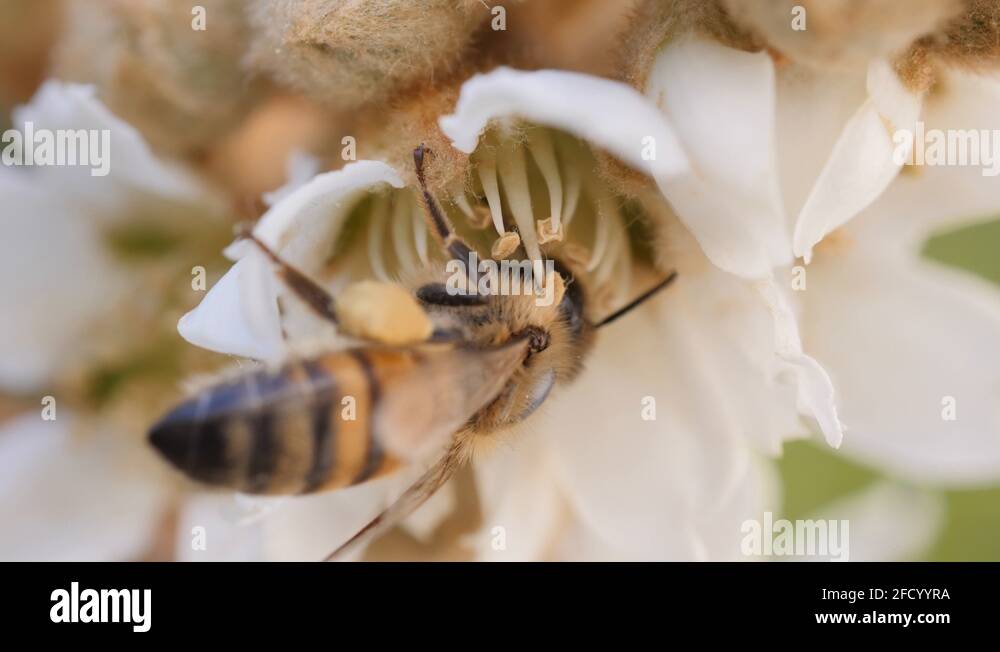 Hairs collect pollen Stock Videos & Footage HD and 4K Video Clips Alamy