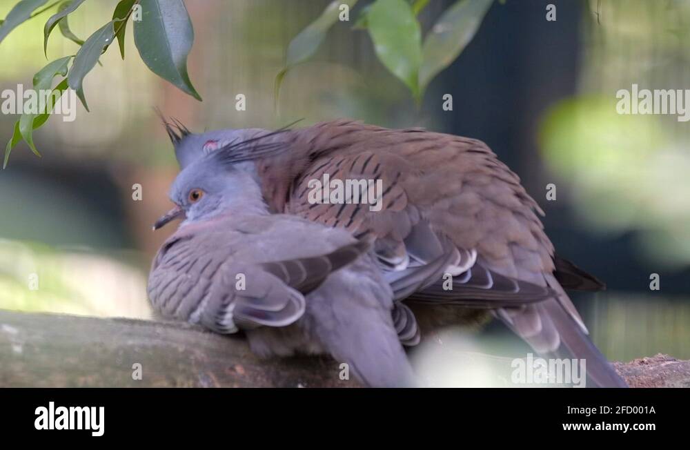 Juvenilecrestedpigeon Stock Videos & Footage - HD and 4K Video Clips ...