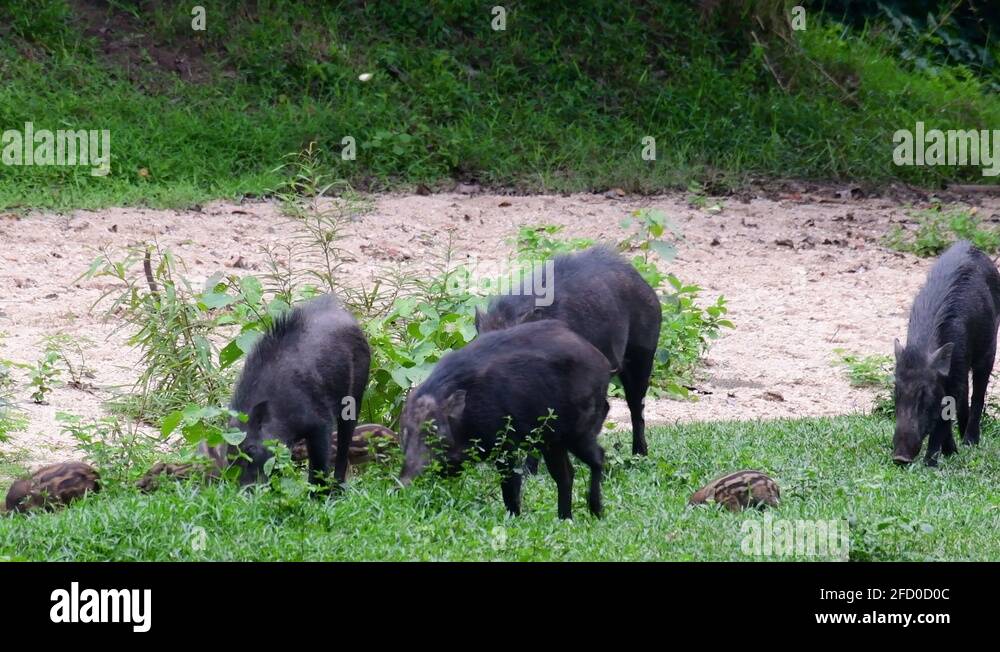 Litter of pigs Stock Videos & Footage HD and 4K Video Clips Alamy