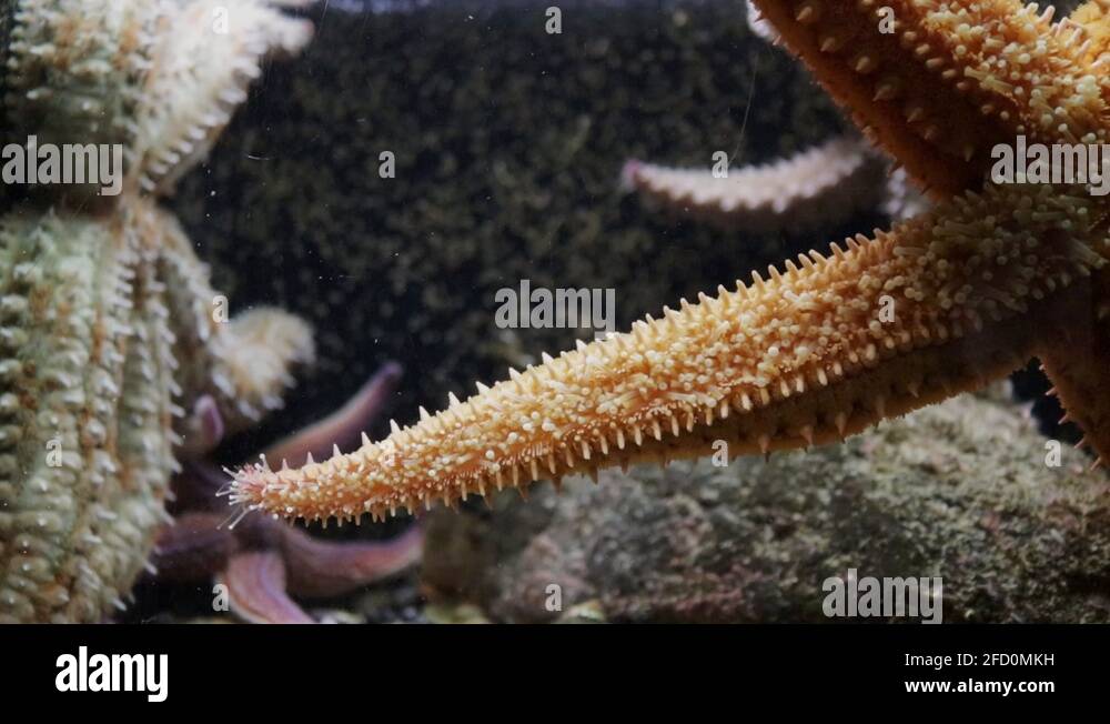 Glass arm Stock Videos & Footage - HD and 4K Video Clips - Alamy