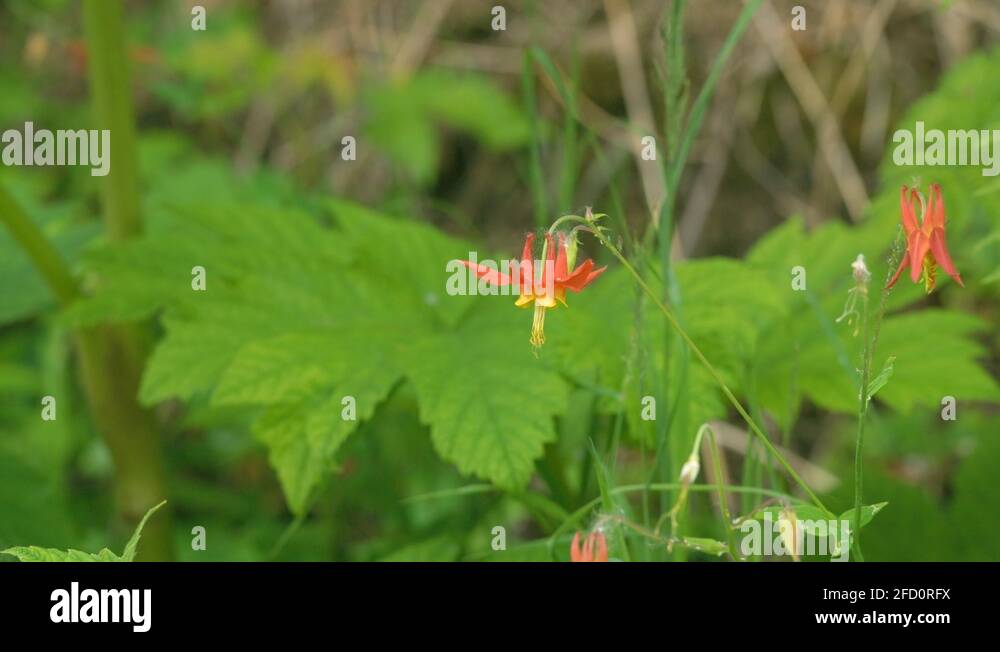 Columbine flowers pollination Stock Videos & Footage HD and 4K Video