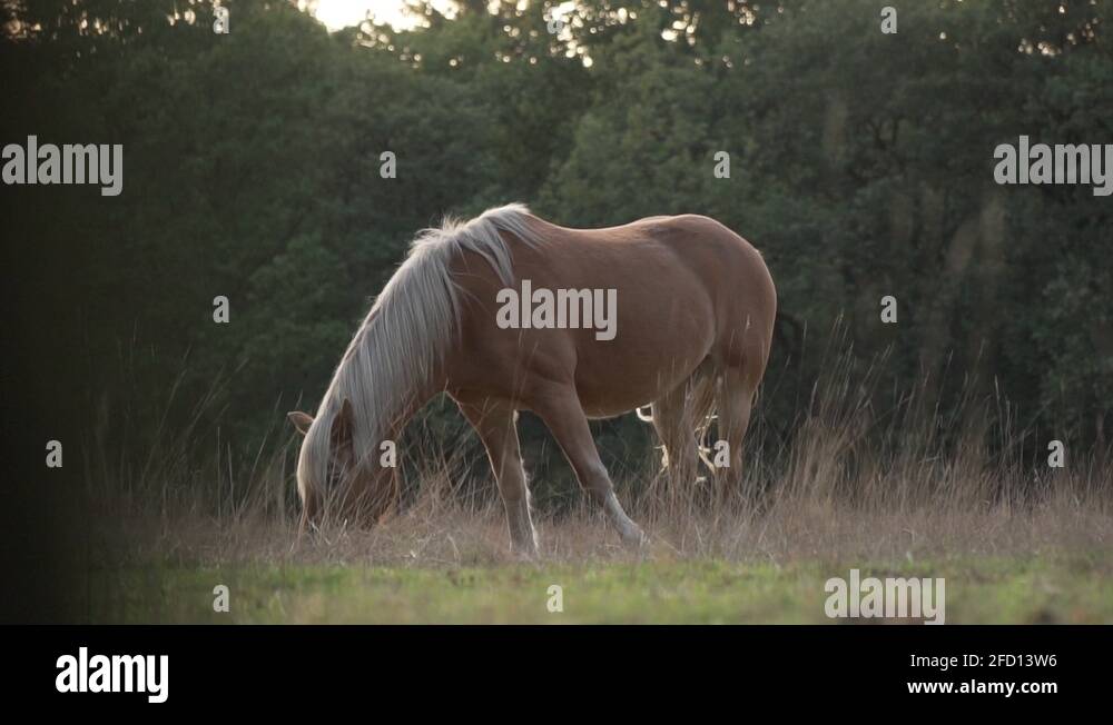Scottish mare farm Stock Videos & Footage HD and 4K Video Clips Alamy